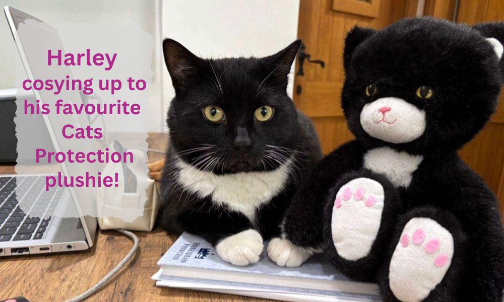 Supporting Cats Protection: A Partnership Close to My Heart