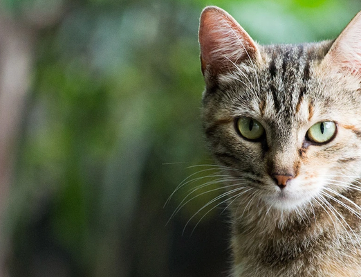 Cats Protection