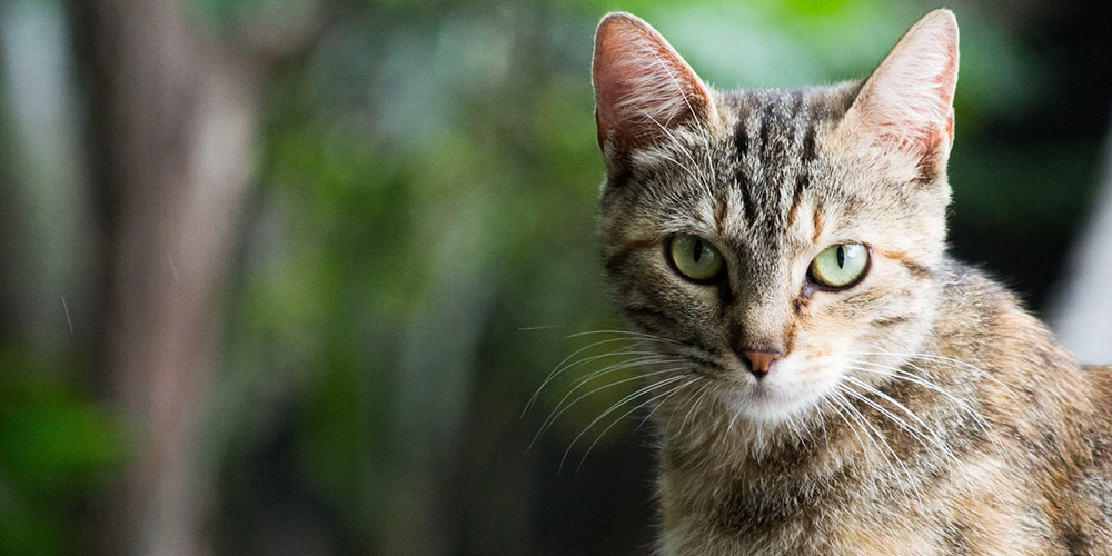 Cats Protection